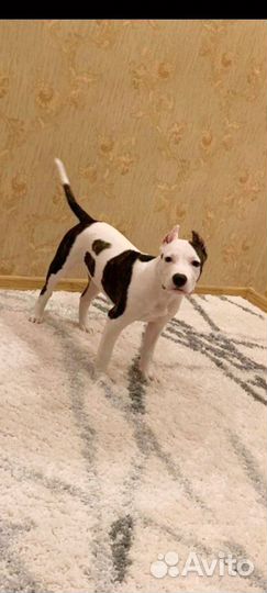 Стаффордширский терьер