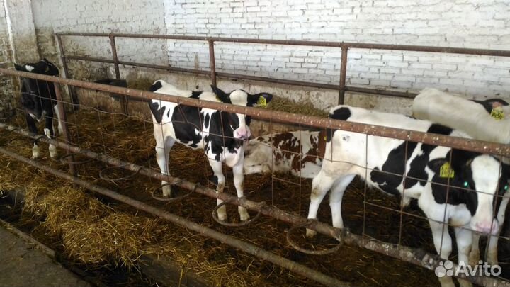 Телята бычки