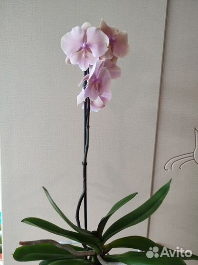 Орхидея фаленопсис