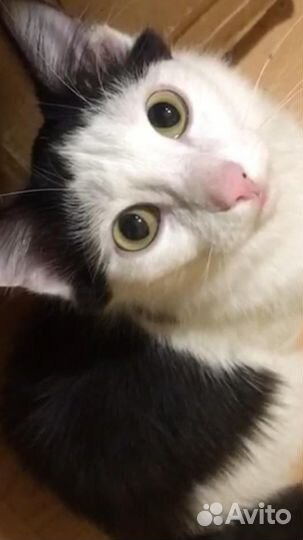 Котенок-мальчик, подросток Мята в хорошие руки