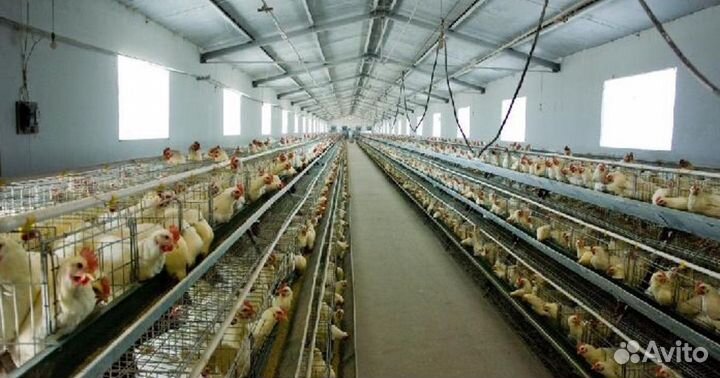 Птицеферма
