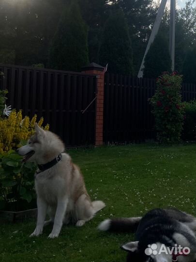 Сибирский хаски мальчик бесплатно