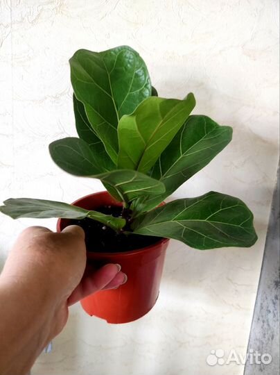 Фикус лирата бамбино