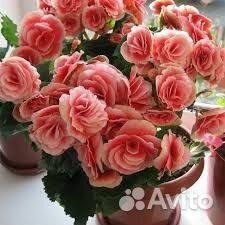 Бегония элатиор Бориас, Грейс и др