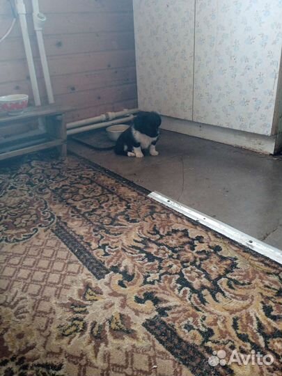 Щенки от малой таксы