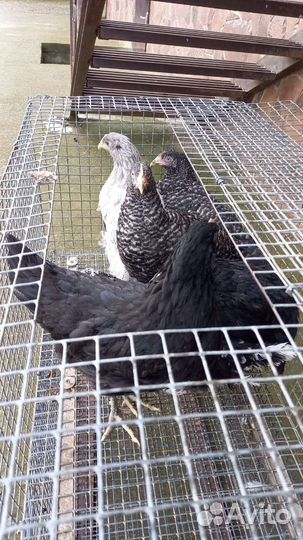 Курочка-молодка