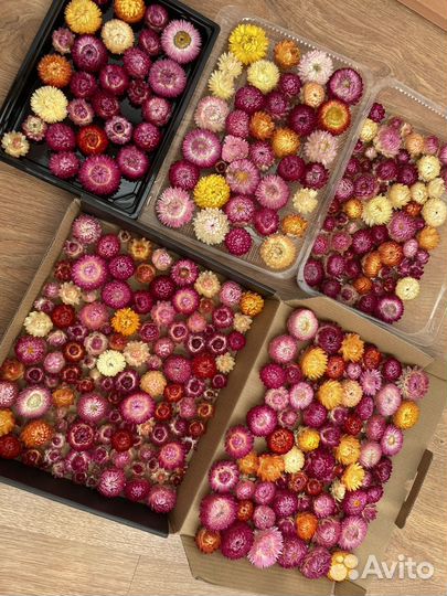 Гелихризум, бессмертник, сухоцвет