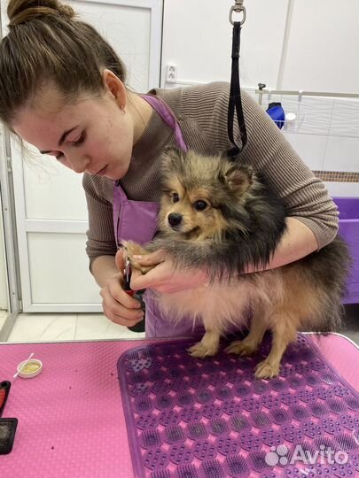 Стрижка собак бесплатно