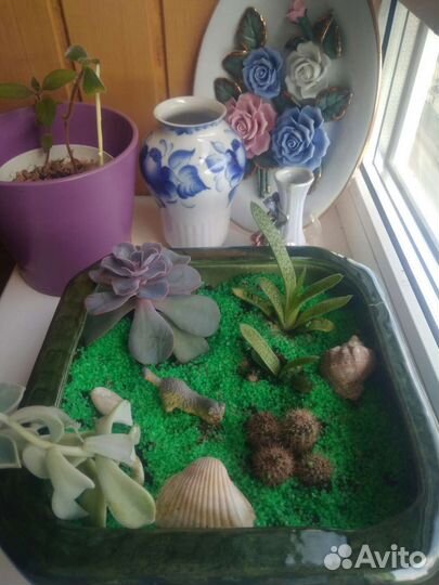 Горшки для цветов и растения