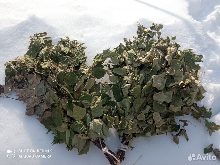 Веник березовый