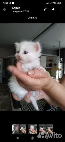 Кошки в добрые руки бесплатно
