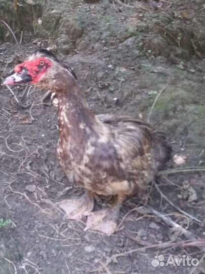 Яйцо индоутки