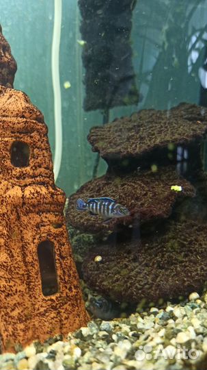 Рыбки Димасони цихлиды