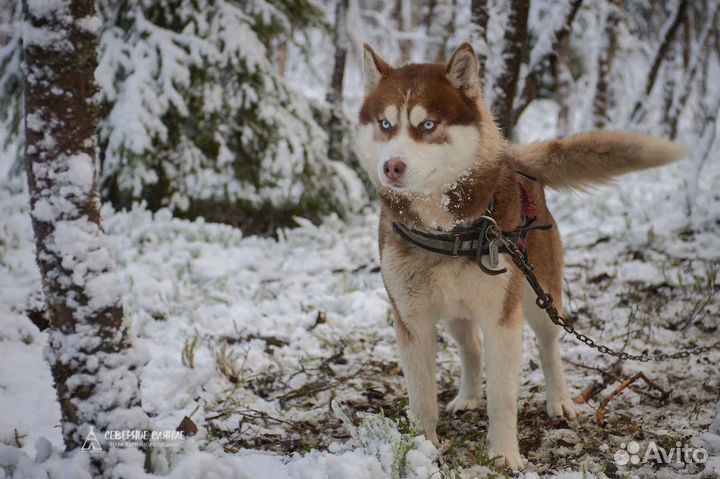 Хаски-трекинг