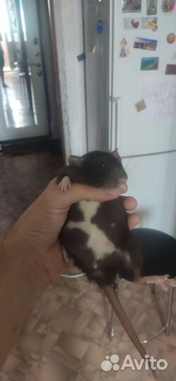 Крыса дамбо