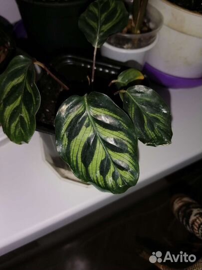 Калатея макояна