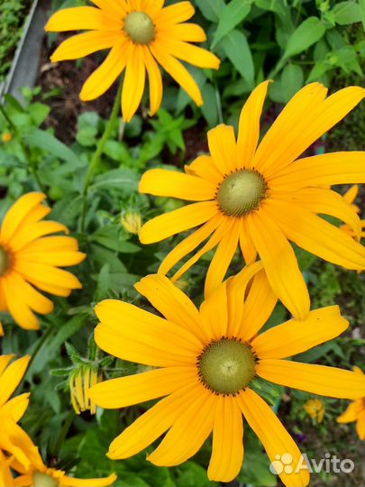 Семена однолетников