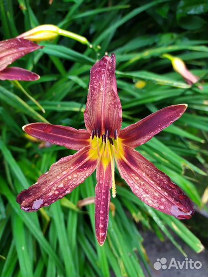 Лилейник бордовый