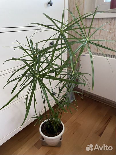 Циперус, фикус, аихризон, декабрист, крассула