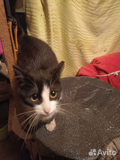 Кошечка-подросток в надёжные руки