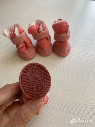 Одежда для собак