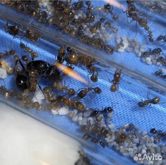 Муравьи жнецы (1/10-20 messor structor)