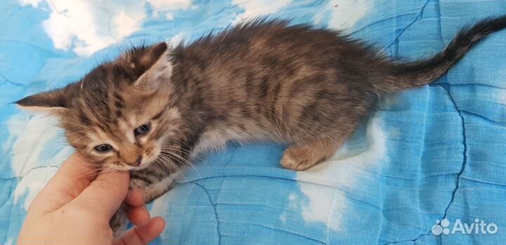 Сибирские котята