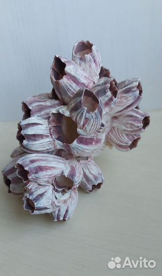 Натуральный коралл