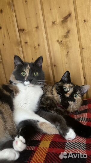 Кошки в добрые руки