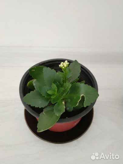 Каланхоэ цветущий