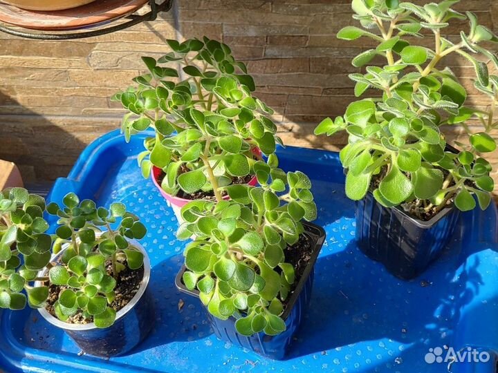 Аихризон дерево любви и счастья