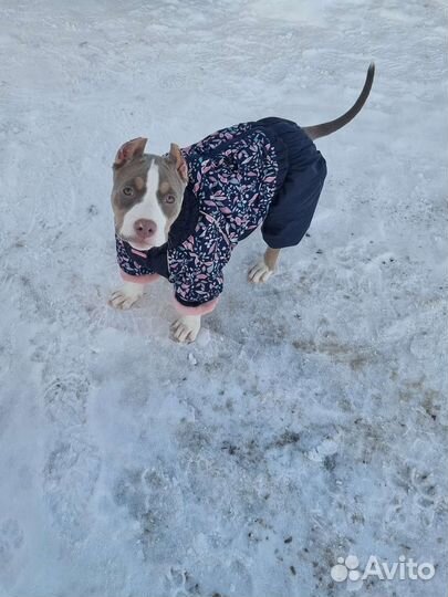 Комбинезон для средней собаки (девочка)