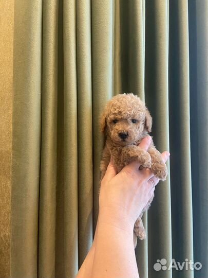 Щенки пуделя