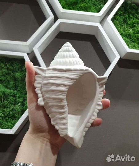 Ракушка/декор