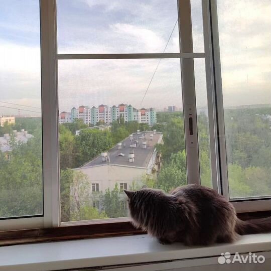 Москитная сетка Антикошка