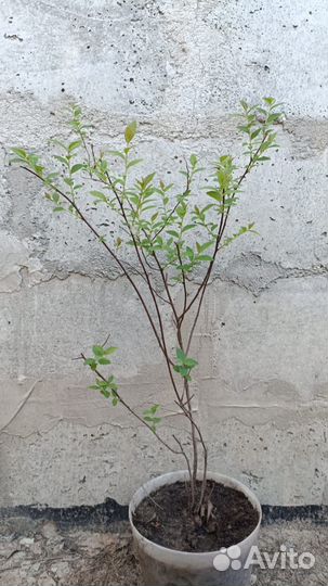 Спирея информация в описании