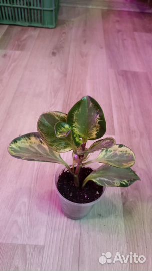 Пеперомия Golden gate