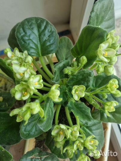 Детка зеленой фиалки 