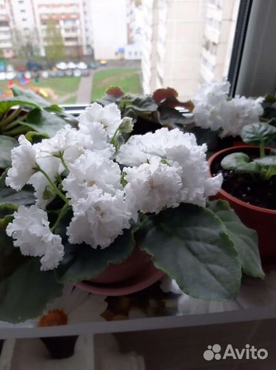 Сортовая фиалка 