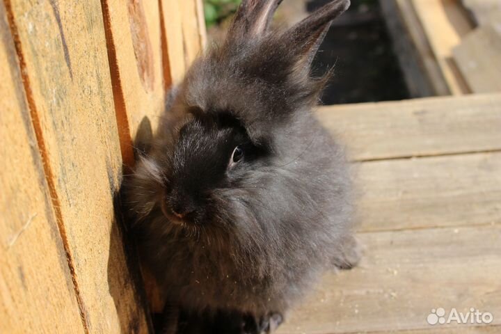 Кролик пуховый