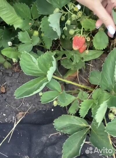 Саженцы клубники