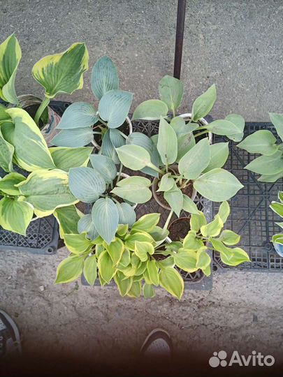 Многолетние цветы