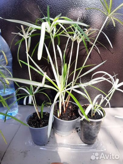 Комнатные растения