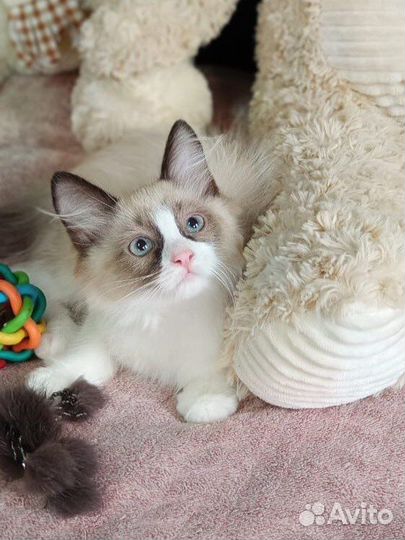 Красавчик Рэгдолл