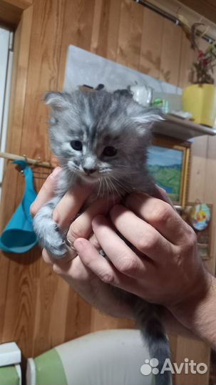 Котята Мейн-кун