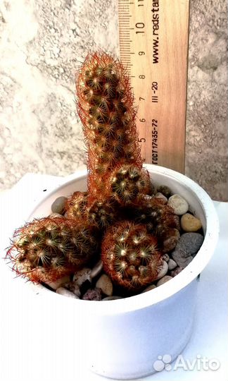 Кактусы-малыши разные