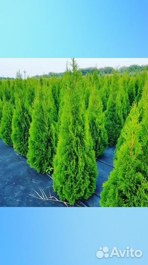 Продажа Хвойных растений Симферополь/Крым