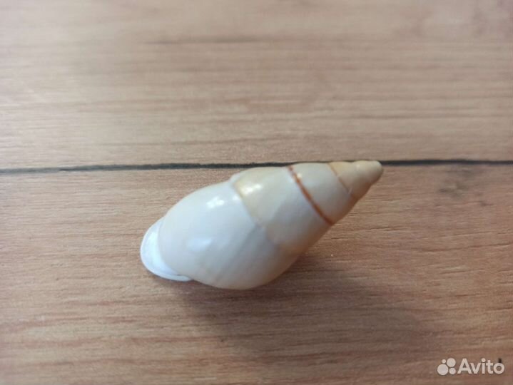 Морская раковина