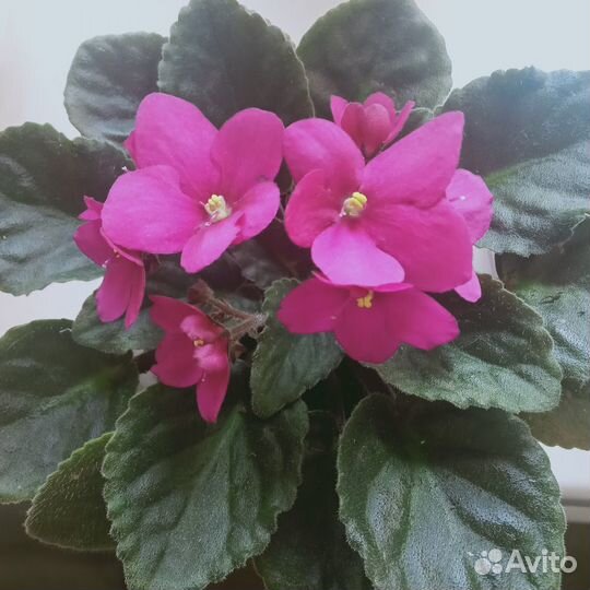 Цветы-фиалки