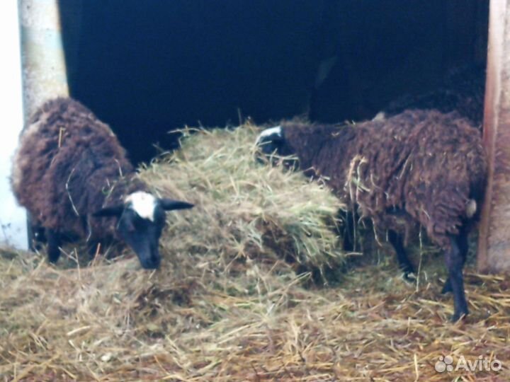 Овцы бараны ягнята